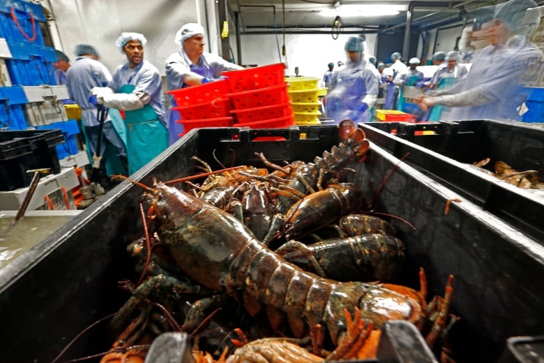 A bin filled with lobsters is in the foreground of the photo. In the background are workers at the lobster processing plant. 