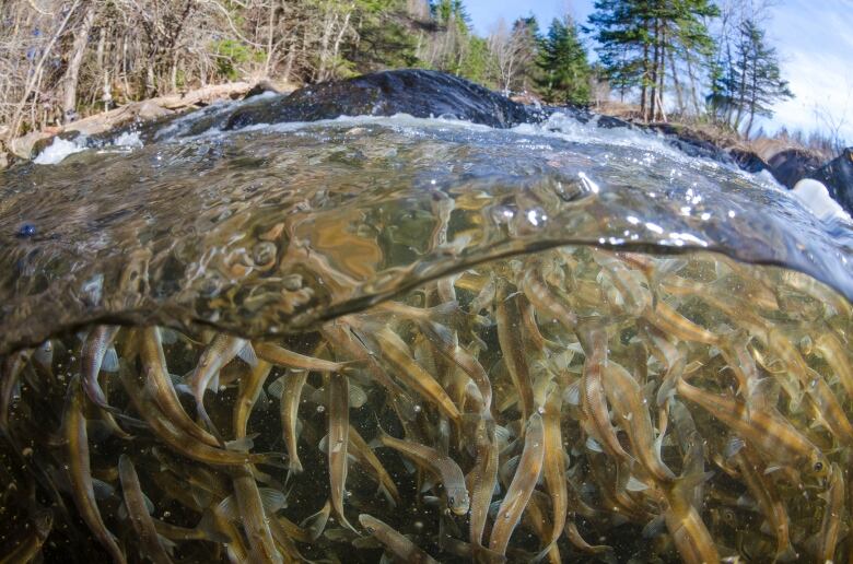 A river packed with small smelts 