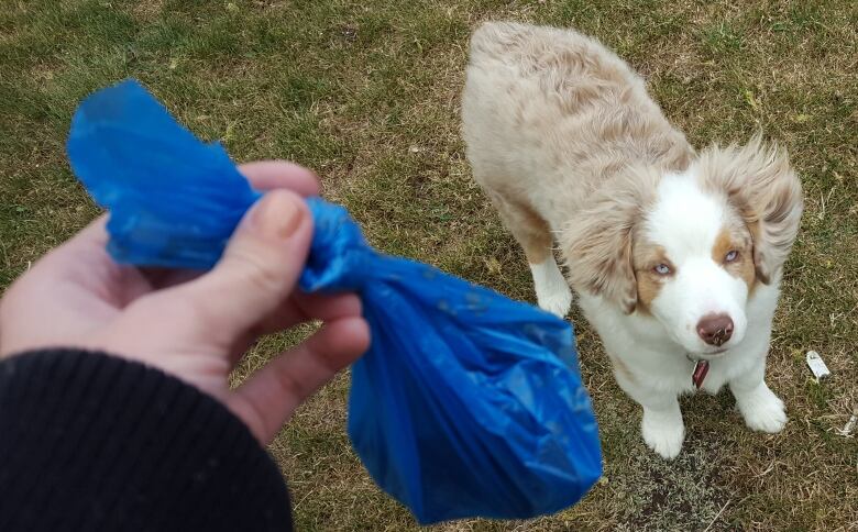 The city of Ottawa is considering allowing dog owners to deposit plastic bags and dog poop into green composting bins.