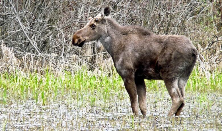 Moose have been seen across all of Calgary's quadrants, and sometimes have to be relocated by animal control because of the dangers they pose. This mighty moose, standing in the Weaselhead in the city's southwest, decided to stay off the streets. 