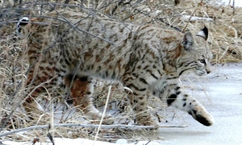 Bobcats have been known to prowl through parts of Calgary on occasion. Some even taking temporary residency in a few southwest homes near the Weaselhead, which is where this spotted fellow was captured roaming. (Submitted by Diane Stinson)