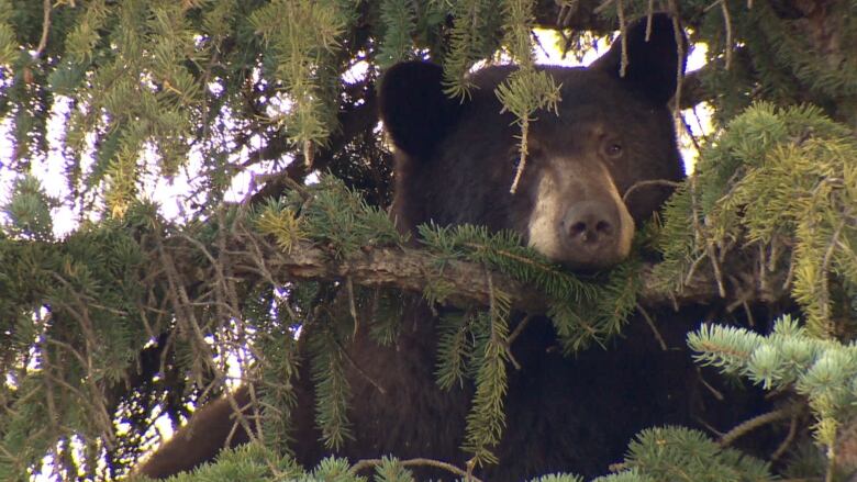 This black bear was spotted hanging out in a spruce tree in the southwest Calgary community of Bayview.