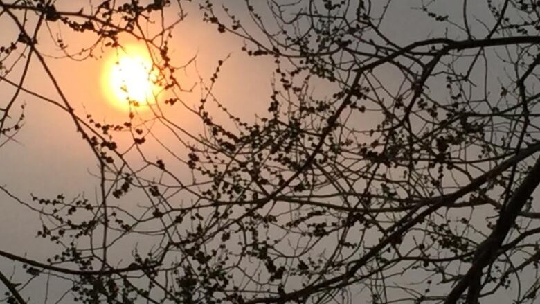 A blurry sun, covered by haze, is seen through the budding branches of a tree.