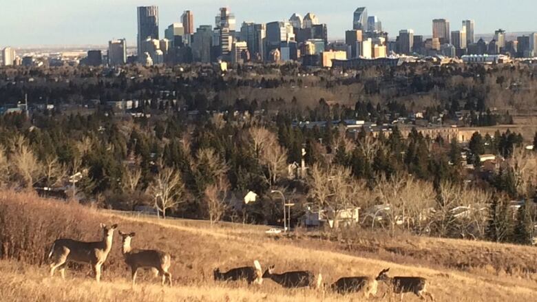 Calgary has a variety of wildlife that tend to blend into the city's landscape. Here we take a closer look at which animals call Calgary home.