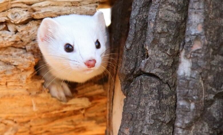 The ermine weasel can be identified by its snowy coat, and has been known to slip into a basement or two in Calgary in the past.