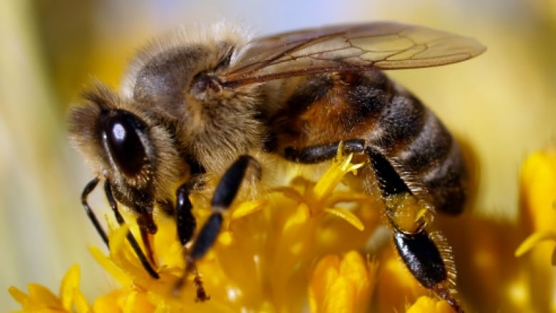 A bee on a yellow flower.