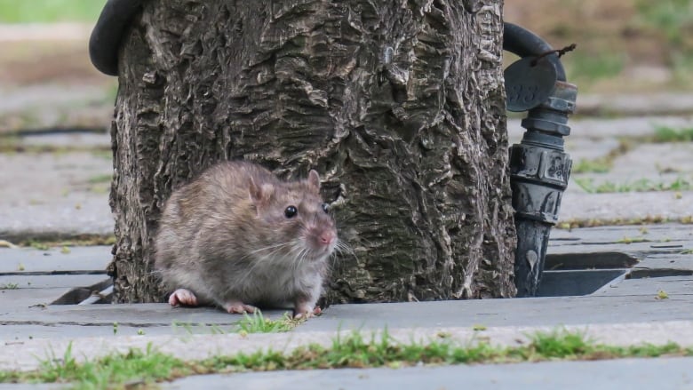 A brown rat walks along a sidewalk near a tree in downtown Toronto.