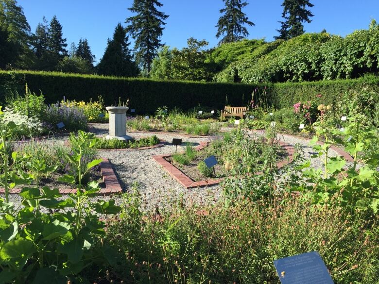 A garden with lots of green plants and a hedge surrounding it