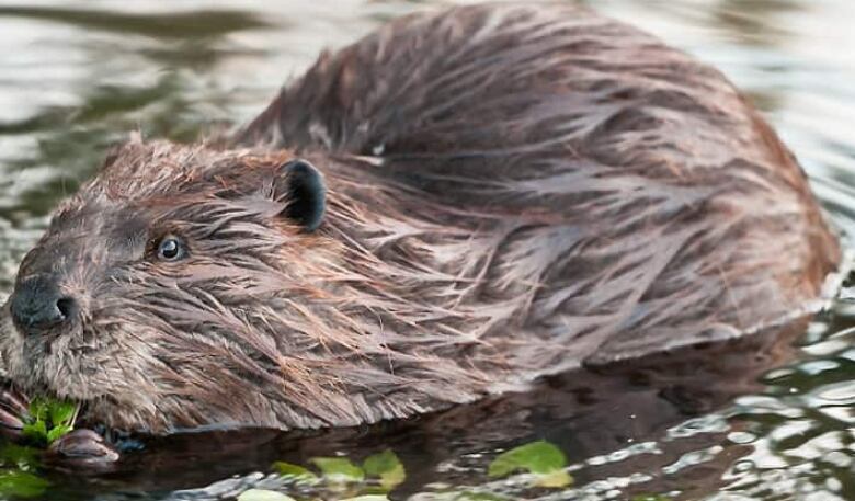 A beaver swims in a pond.