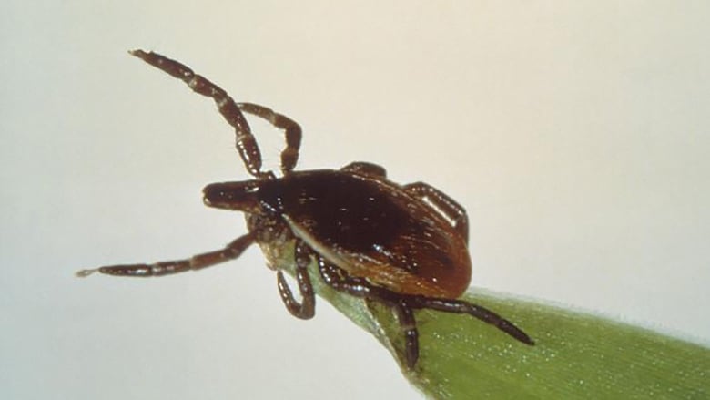 A black-legged tick reaches out from the tip of a green leaf.