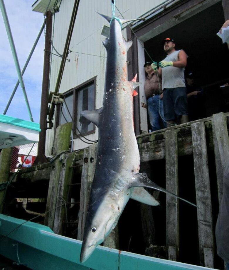 A dead shark hangs by its tail fin while being weighed on a dock with two men standing in the background.