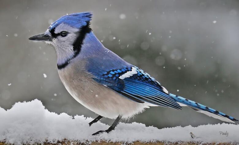 A blue jay stands on a branch dusted with snow, with snow falling around it.