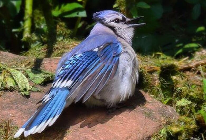 A blue jay on the ground.