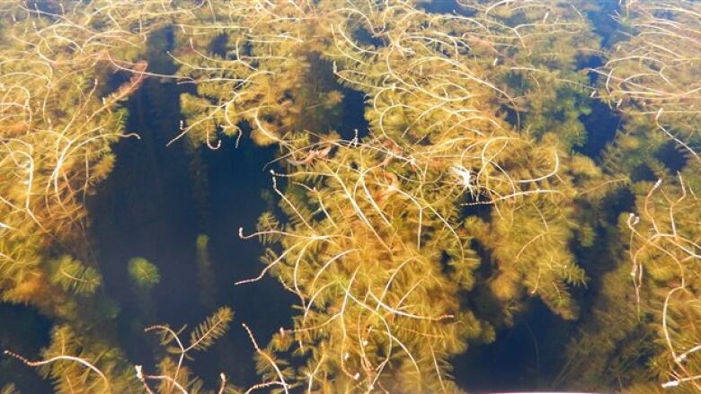 Eurasian Water-milfoil plants in a lake.