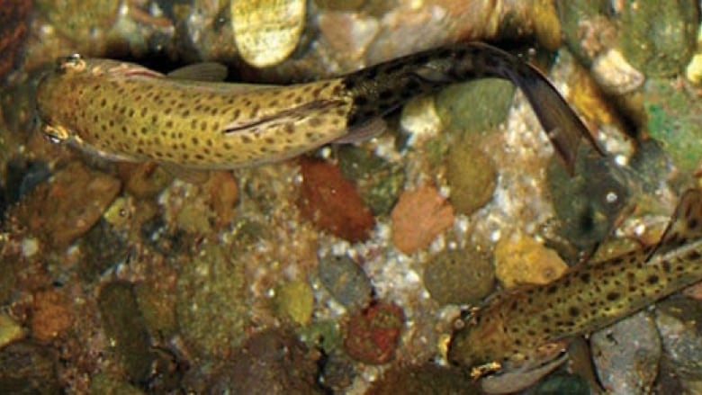 rainbow trout which is displaying deformities indicating whirling disease