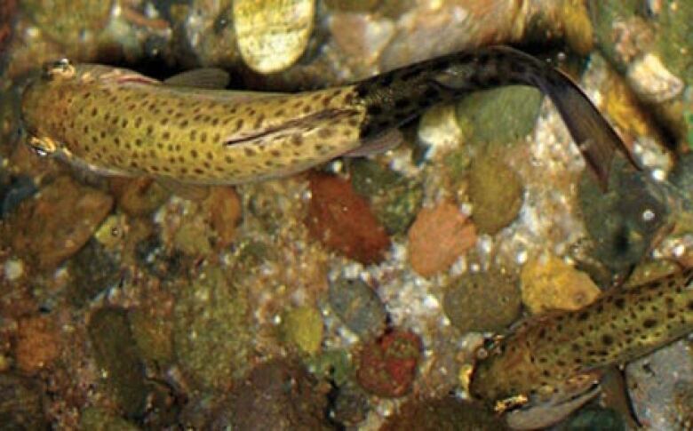 rainbow trout which is displaying deformities indicating whirling disease