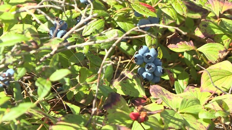 Branches of a wild blueberry bush shown in the sunlight, with a cluster of ripe blueberries visible in the right-most half of the photo.