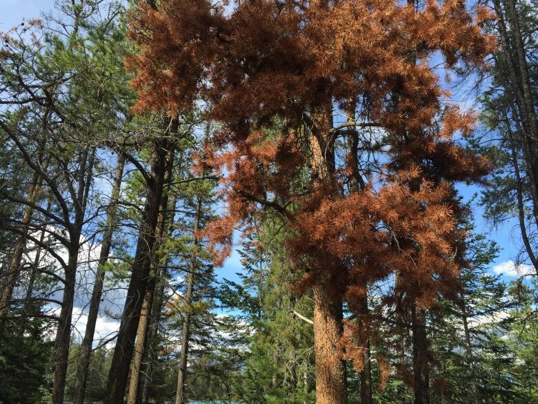 A forest of green trees with blue sky in the background shows one tree with red pines. 