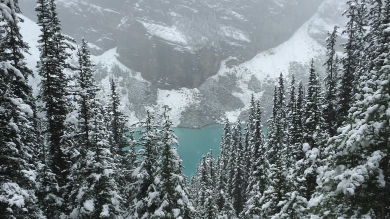 in the foreground, snow capped trees, behind them a blue lake and a snowy mountain