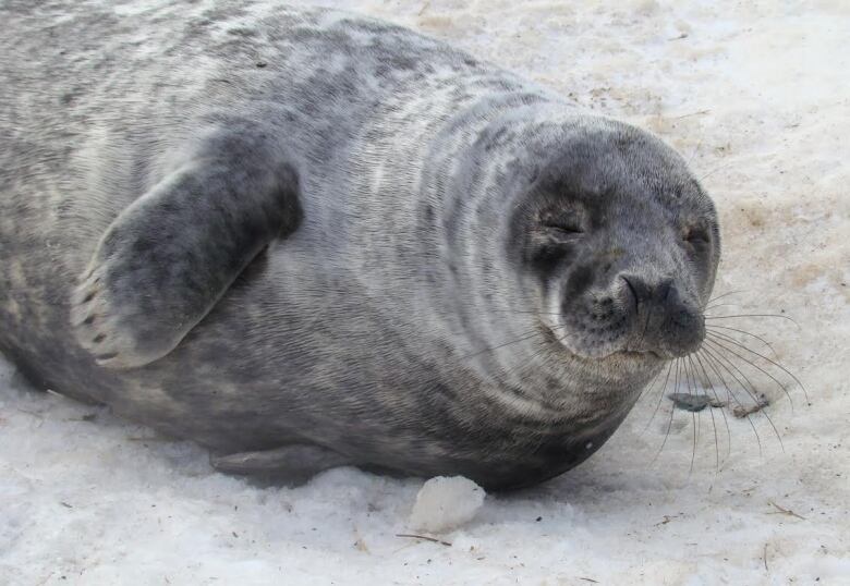 A young grey seal.