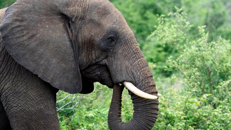 A look at the side of a bull elephant as it grazes.