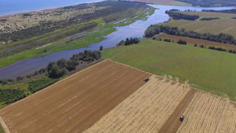 An aerial shot from a drone of barley being cut on a farm in eastern P.E.I.