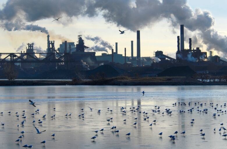 Seagulls on a lake with industry in background