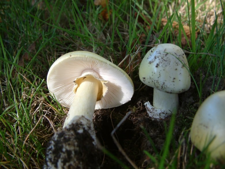 Two white mushrooms are pictured in grass. 