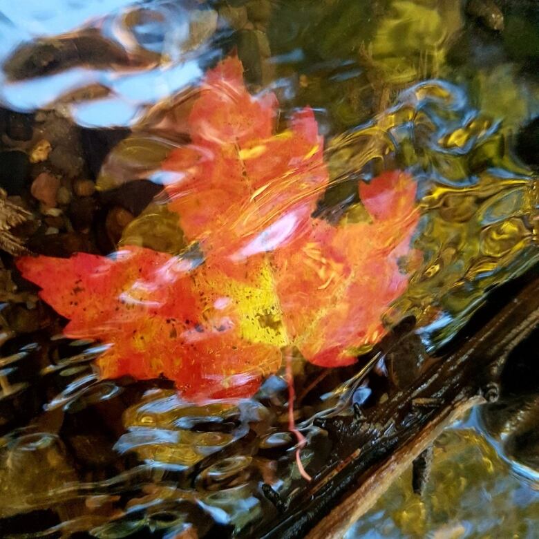 .An orange leaf swirls in a river.