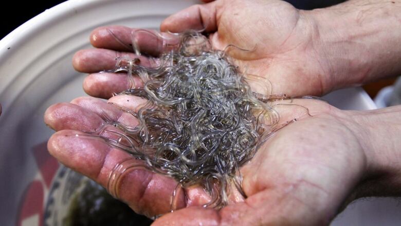 A pair of hands cupping hundreds of translucent baby eels that resemble worms.