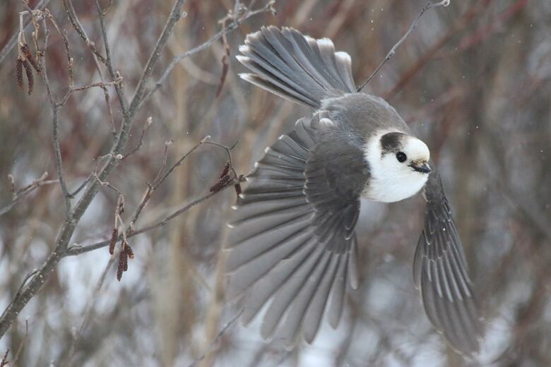 The Royal Canadian Geographical Society will lobby the federal government to adopt the whisky jack as Canada's official national bird to mark Canada's 150th birthday in 2017.