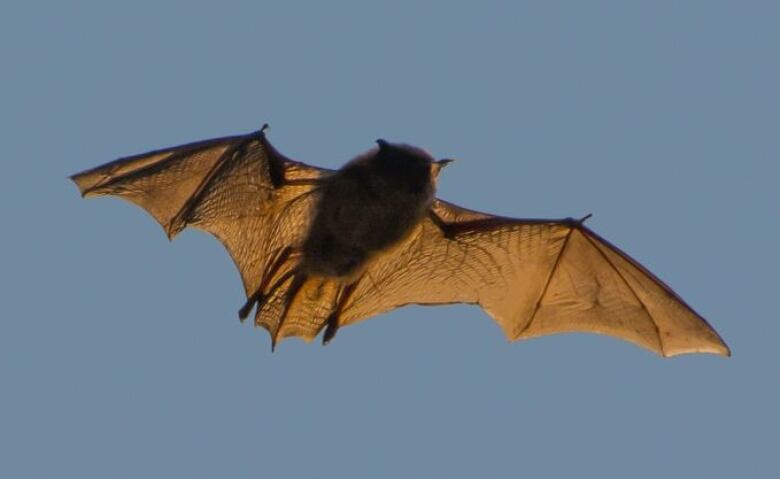 A bat  Segers says it's hard to tell if it's a little brown or a northern long-eared bat  flies in P.E.I.'s evening sun. 