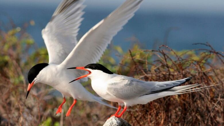 Two birds are seen. They have lack spots, like hats, on their heads, with a white body and light grey wings. Their beaks and feet are bright orange.