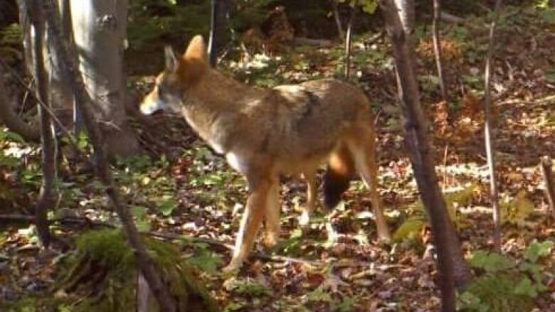 Hunter Joedy Harper caught this image recently on a video camera he set up in western P.E.I. 