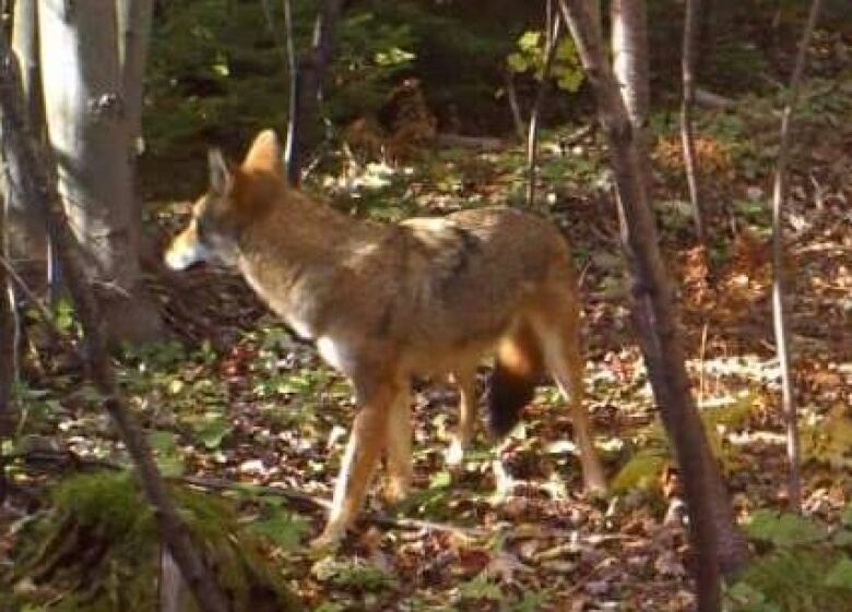 Hunter Joedy Harper caught this image recently on a video camera he set up in western P.E.I. 