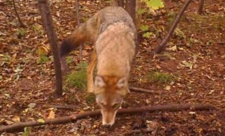 You can almost feel the warm breath of this coyote, pictured in this still from a video camera Joedy Harper set up in the woods. 