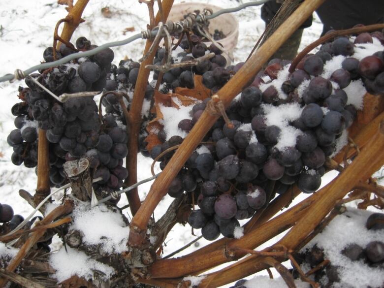 Icewine grapes.