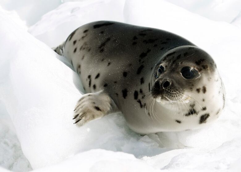 A young harp seal.