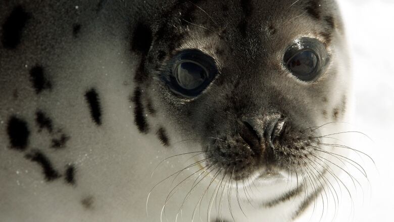 A close up shot of the face of a harp seal