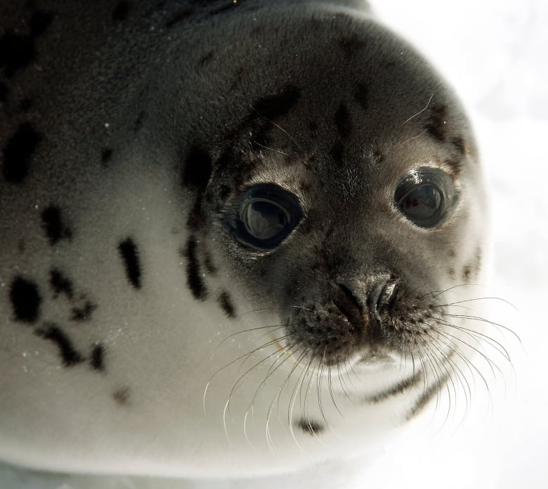 A close up shot of the face of a harp seal