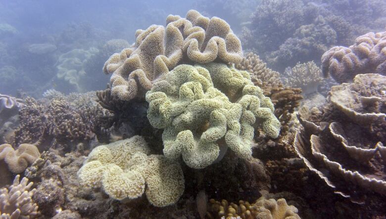 Yellow and light brown coral is seen in murky ocean waters.