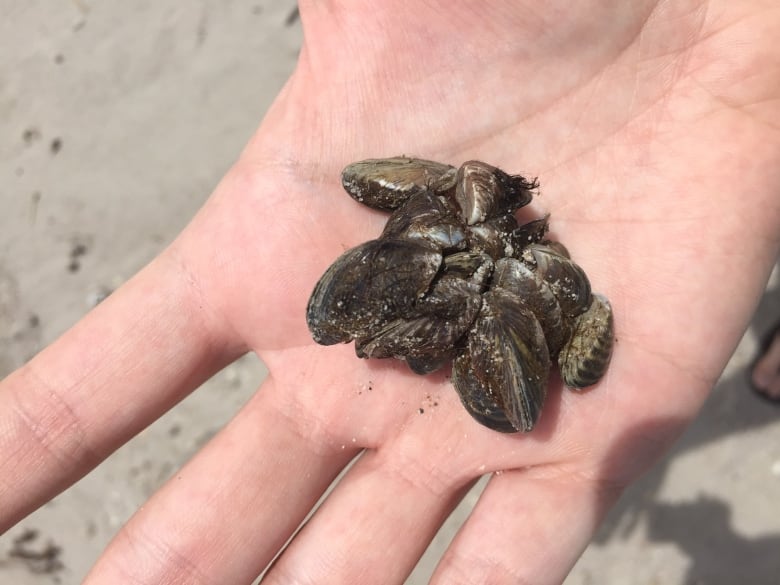 A hand holding zebra mussels is pictured.