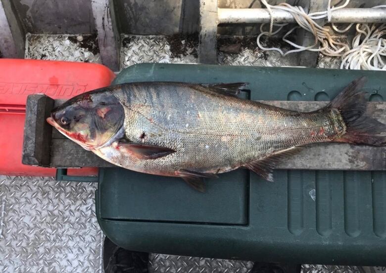 This June 22, 2017, file photo provided by the Illinois Department of Natural Resources shows a silver carp that was caught in the Illinois Waterway below T.J. O'Brien Lock and Dam, approximately 14 kilometres away from Lake Michigan. A two-week search turned up no additional Asian carp in a Chicago waterway where the invasive fish recently was found beyond the electric barrier network designed to prevent them from reaching the Great Lakes.