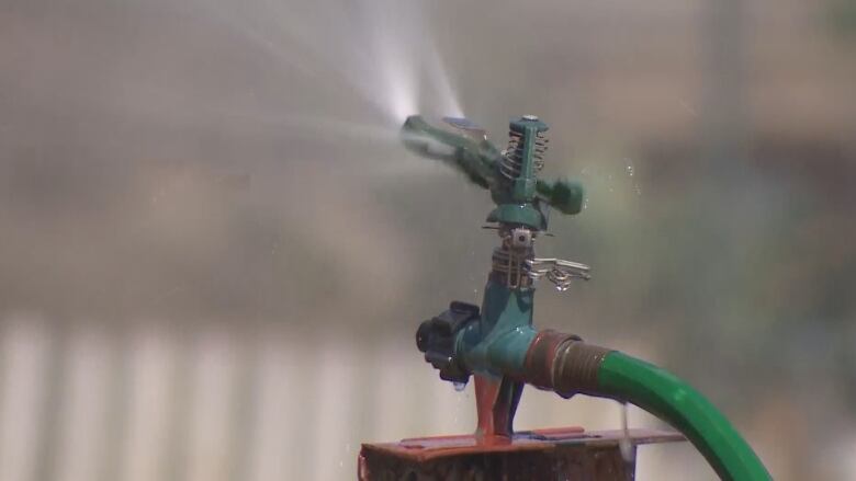 A water sprinkler with a green hose spray a lawn.