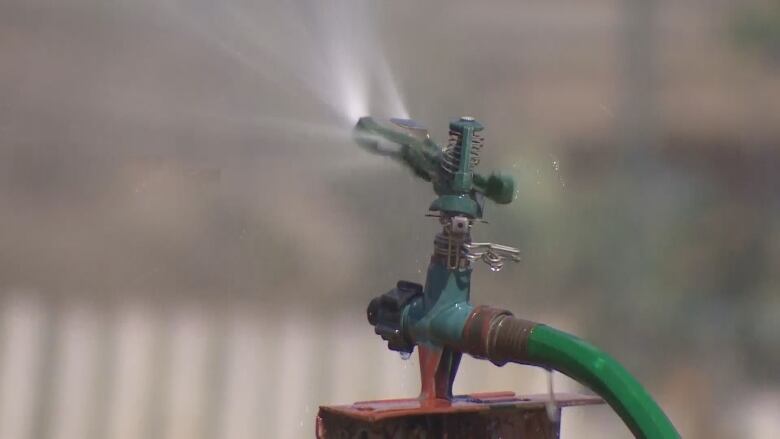 A water sprinkler with a green hose spray a lawn.