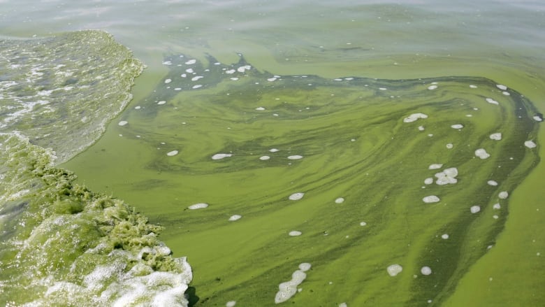 A photo of algal bloom in Lake Erie.