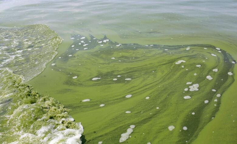 A photo of algal bloom in Lake Erie.