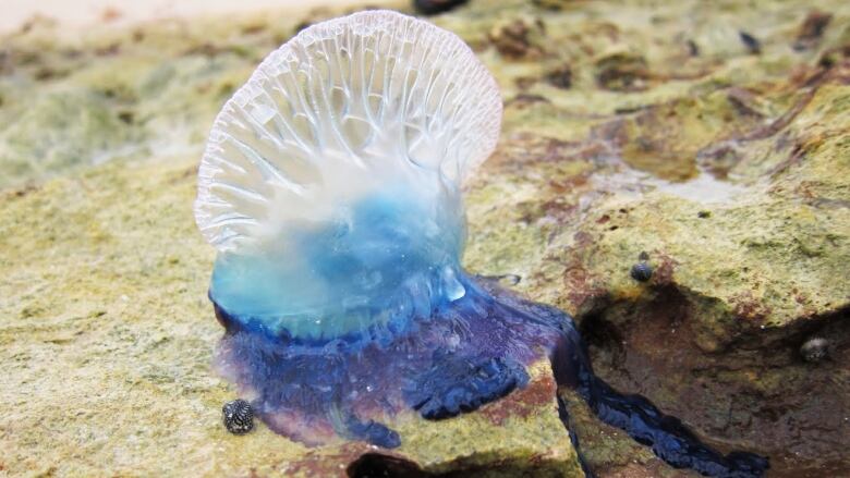 A white and blue clear sea creature on a beach.