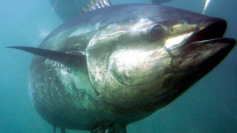 A bluefin tuna swims inside farming pens prior to harvest.