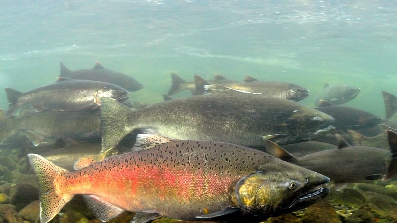 Chinook salmon swim in the Fraser River.